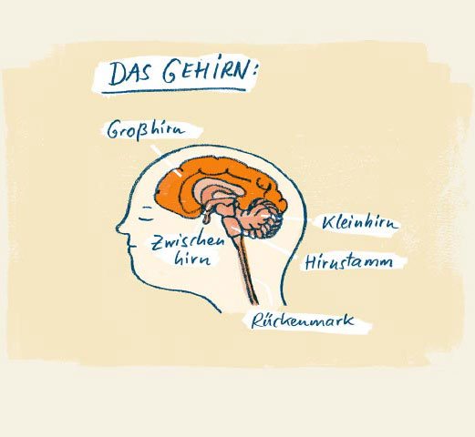 In einem gezeichneten Kinderkopf sind die verschiedenen Teile des Gehirns abgebildet und benannt: Großhirn, Zwischenhirn, Kleinhirn, Hirnstamm sowie das Rückenmark.